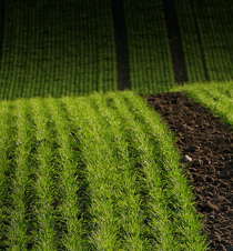 Crop in fields
