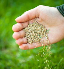 Agrii Card Seeds