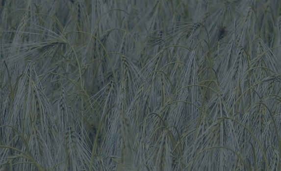 Agrii CTA Cereals Winterwheat Winter Wheat