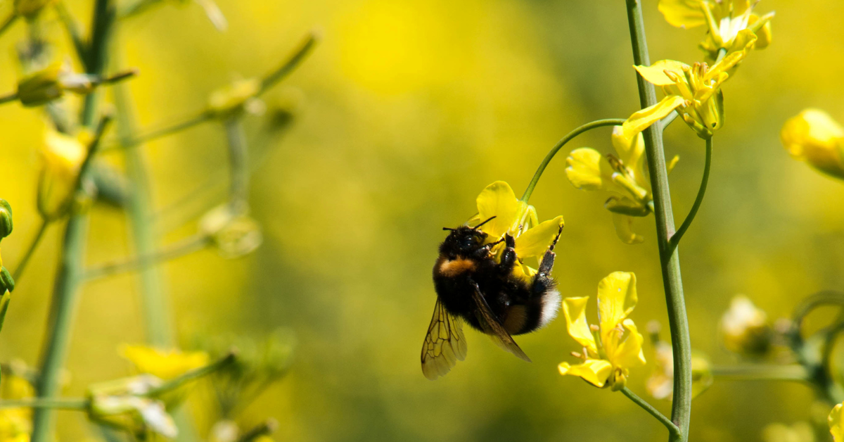 Bee on OSR Flower