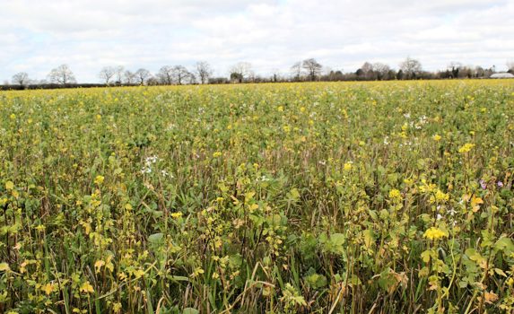 A Simple Cover Mix Ahead Of Field Vegetables At Salford Lodge