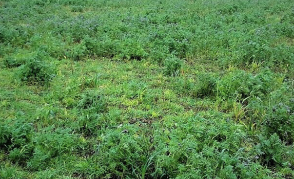 Agrii Cover Crops