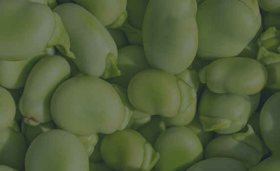 Agrii CTA Winter beans