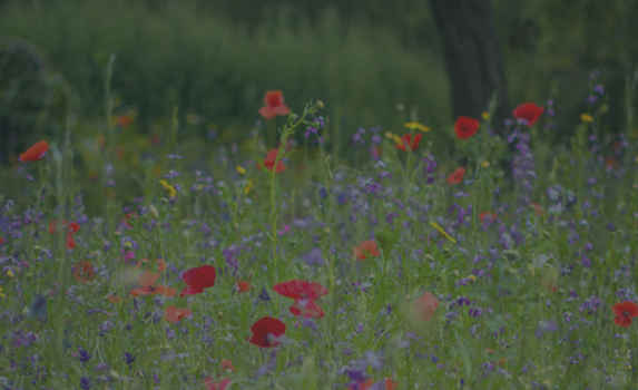 Agrii CTA Wildflowers